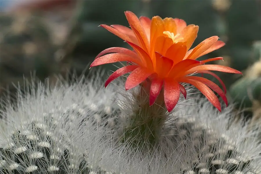 scarlet ball cactus