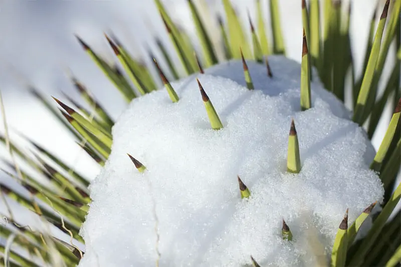 snow on cactus spines