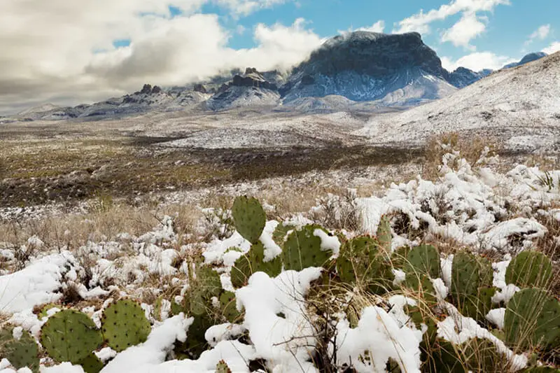 Cacti under the snow in a desert with a mountain background