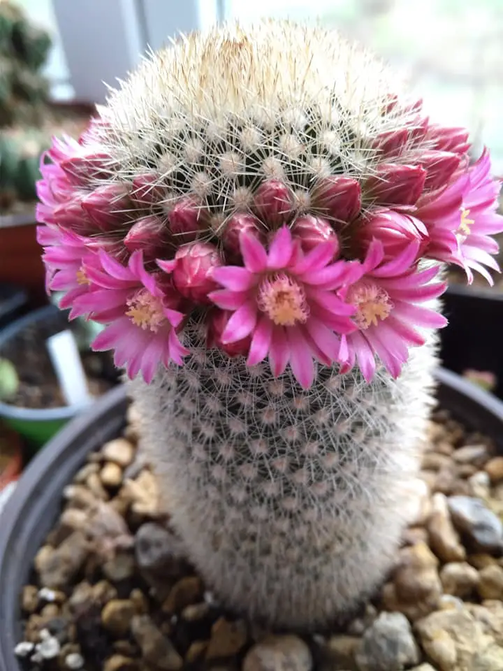 Mammillaria spinosissima